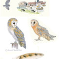 effraie Tyto alba, planche d'illustration, aquarelle