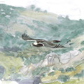 aigle ibérique, aquila adalberti, aquarelle