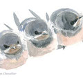 jeunes hirondelles rustiques, hirundo rustica, aquarelle