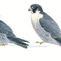 faucon pélerin, falco peregrinus, illustration, aquarelle