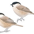 mésanges boréale et nonette Parus palustris P Montanus, ill aquarelle