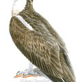 balbuzard, Pandion haliaetus illustration aquarelle