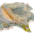 Souche d'un vieux chêne. Illustration pour l'ONF (Office National des Forêts)