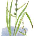 sparganium erectum, rubanier, illustration, aquarelle