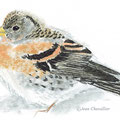 pinson du nord Fringilla montifringilla, pastel