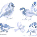mésange bleue Cyanistes caeruleum, aquarelle