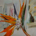 Strelitzia, bird of paradise