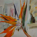 Strelitzia, bird of paradise