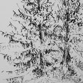 Verschneite Tannen