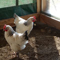 Auch unsere Hühner leben im Offenstall