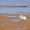 Bécasseau sanderling - Ile d'Oléron (17) -Septembre 2009