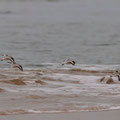 Bécasseau sanderling en vol - Brem-sur-Mer (85) - 06/02/2011