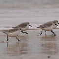 Bécasseau sanderling - Brem-sur-Mer (85) - 06/02/2011