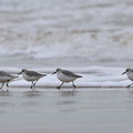 Bécasseau sanderling - Brem-sur-Mer (85) - 06/02/2011