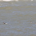 Grèbe à cou noir - adultes en plumage internuptial -- Presqu'île de Guérande (44) - 28/10/2013