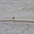 Bécasseau variable - Presqu'île de Guérande (44) - 28/10/2013