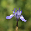 Iris faux sisyrhinque - Corse - Avril 2010