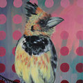 Haubenbartvogel