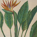 Paradiesvogelblume