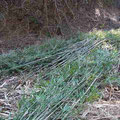 伐採した篠竹