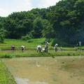 田植え前の草取り