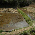 冬水田んぼと休耕田の池は水が十分入り、オタマジャクシが泳ぐ