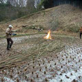 前回伐採の篠竹を焼却