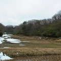 田んぼに向かう道は雪のため竹が倒れかかり、伐りながら田んぼへ