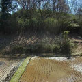 斜面の伐採篠竹もほぼ片付き、冬水田んぼに水が溜まってきた