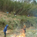 篠竹伐採と焼却