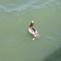 Pelikan an der Fort Myers Beach