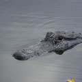 Aligator in den Everglades