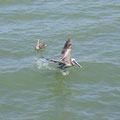 Pelikan an der Fort Myers Beach