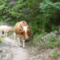 Les jolies vaches Corse