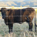 Des jolies vaches noires