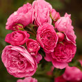 Rose Baronesse