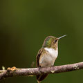 Vulkanelfe (Volcano hummingbird)