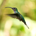 grüner Schattenkolibri (Phaethornis guy)