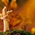 Herbstlorchel