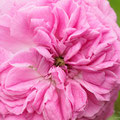 Rose Président Dutailly