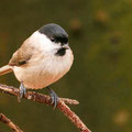  Sumpfmeise oder Nonnenmeise (Poecile palustris) - NSG Liesner Wald bei Ahaus 