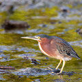 Grünreiher (Butorides striata subsp. virescens)