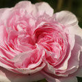 Rose Königin von Dänemark. Herkunft: Booth, Großbritannien, 1826, Blütengrösse: 8 cm, Duft: kräftig, süß, Höhe/Breite: 1,5 m/1 m