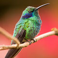 Kleine Veilchenohrkolibri (Colibri thalassinus)