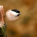 Sumpfmeise oder Nonnenmeise (Poecile palustris) - NSG Liesner Wald bei Ahaus 