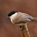  Sumpfmeise oder Nonnenmeise (Poecile palustris) - NSG Liesner Wald bei Ahaus 