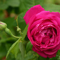 Rose Prince Noir