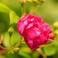 Rose Purple Siluetta
