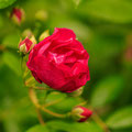 Rose Purple Siluetta