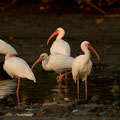 Schneesichler (Eudocimus albus)